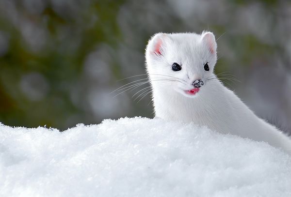 Красивый зверек горностй