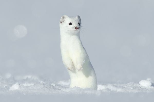 Красивый зверек горностй