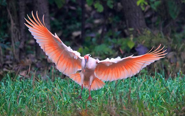 Японский ибис Crested ibis Токи