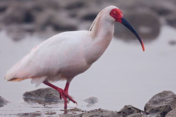 Японский ибис Crested ibis Токи