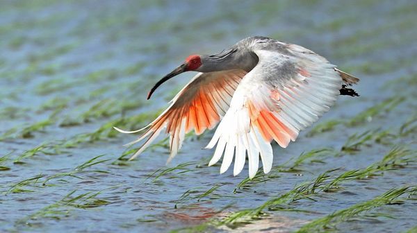 Японский ибис Crested ibis Токи