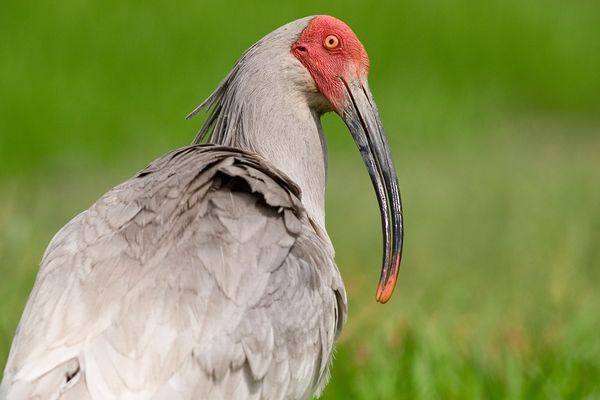 Японский ибис Crested ibis Токи
